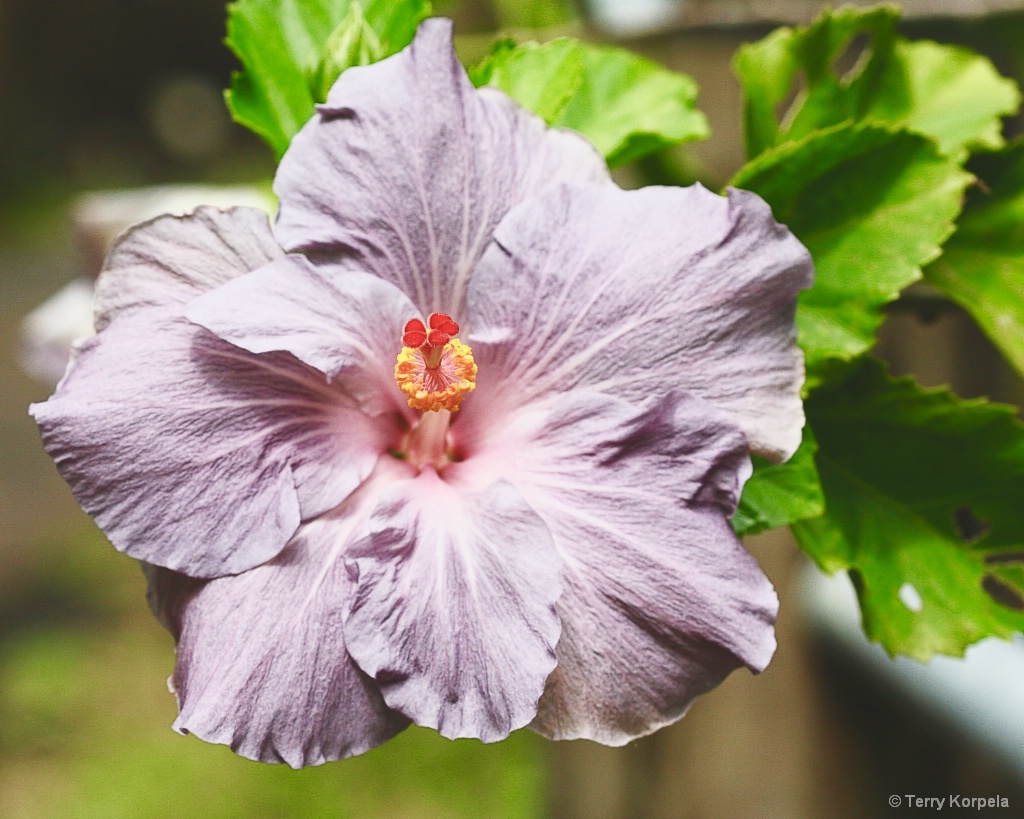 Hilo Tropical Botanical Garden Hawaii - ID: 15431798 © Terry Korpela