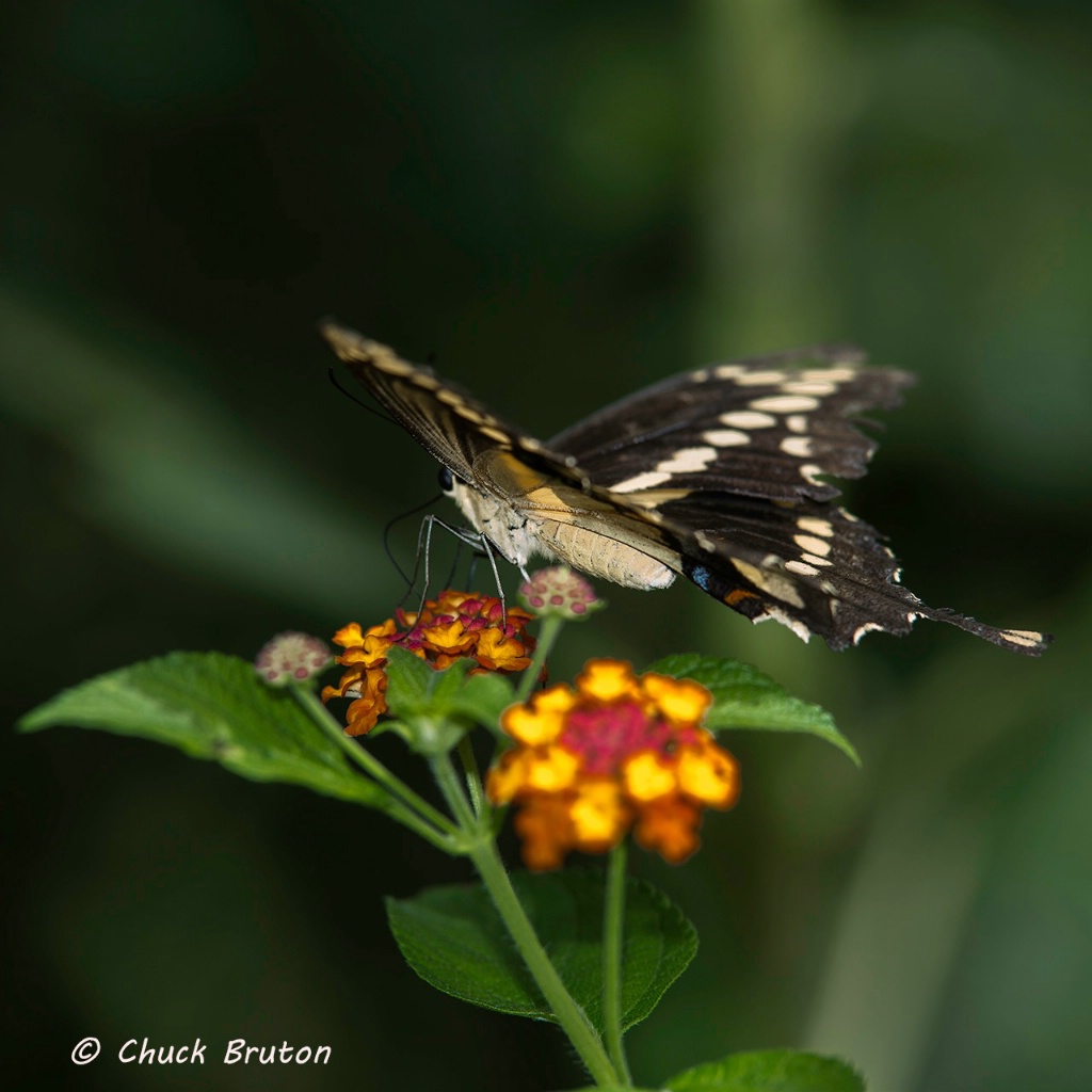 Butterfly #6 - ID: 15431951 © Chuck Bruton