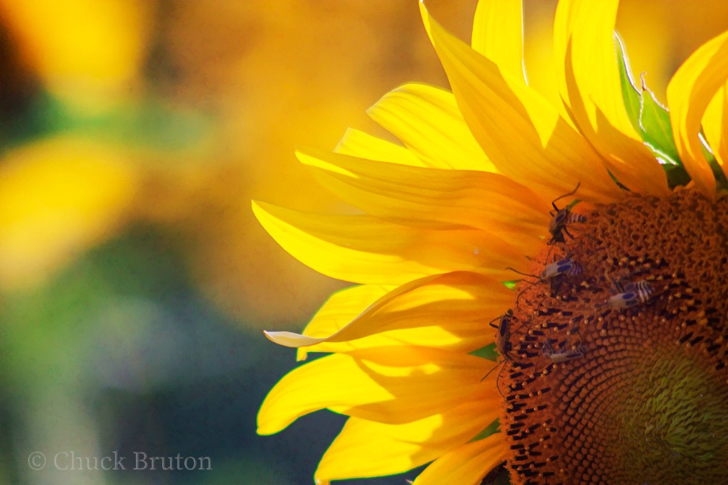 Sunflower radiance 
