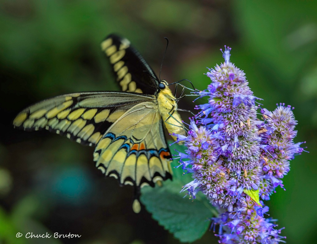 Butterfly #5 - ID: 15431960 © Chuck Bruton