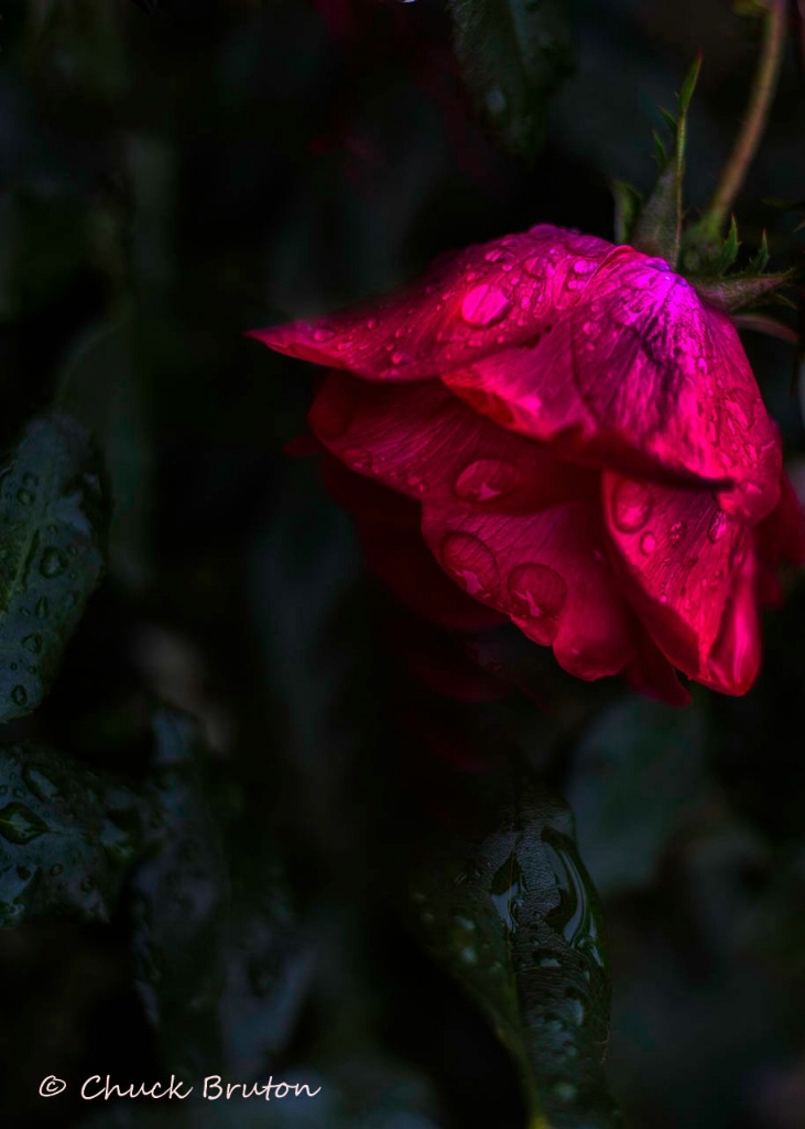 Wet rose 