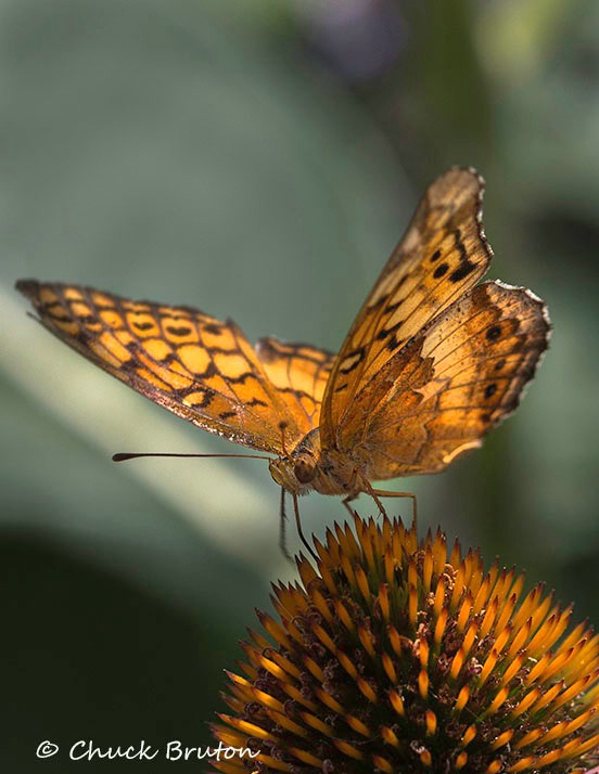 Butterfly #4 - ID: 15431970 © Chuck Bruton