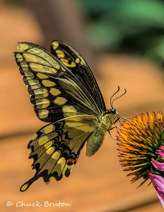 Butterfly #3 - ID: 15431971 © Chuck Bruton