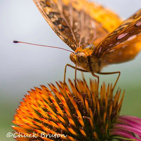 Butterfly #1 - ID: 15431973 © Chuck Bruton