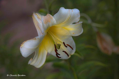 Radiant Lily  - ID: 15431978 © Chuck Bruton