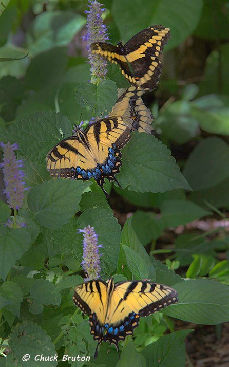 Butterfly conference #1 - ID: 15431983 © Chuck Bruton