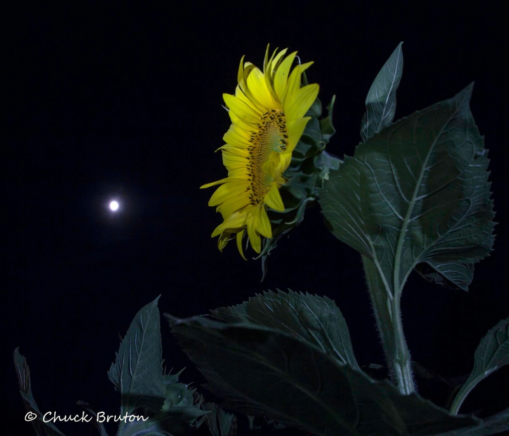 Sunflower by moon light 