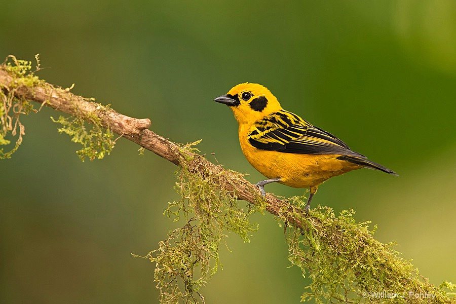 Golden Tanager BH2U2089 - ID: 15432044 © William J. Pohley