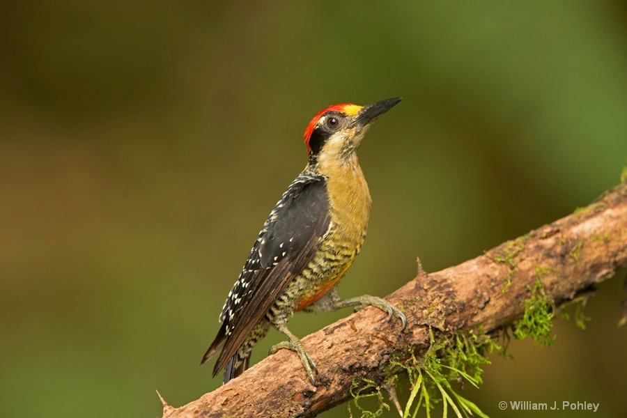 Black-cheeked Woodpecker BH2U9432 - ID: 15432065 © William J. Pohley