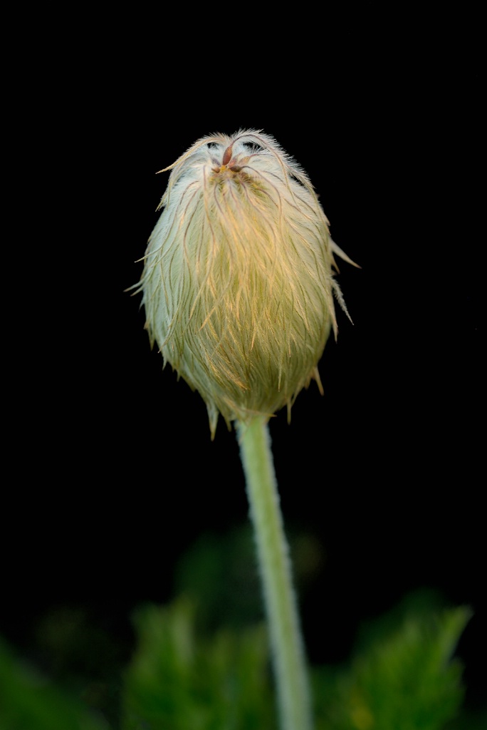 Pasque Flower Seed Pod