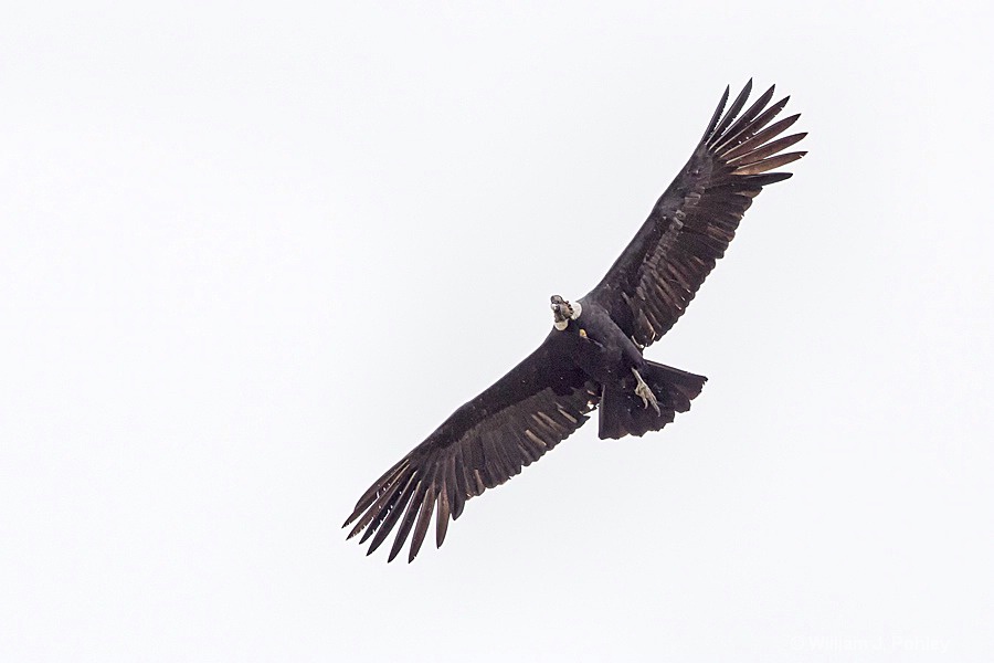 Andean Condor BH2U4625 - ID: 15433297 © William J. Pohley