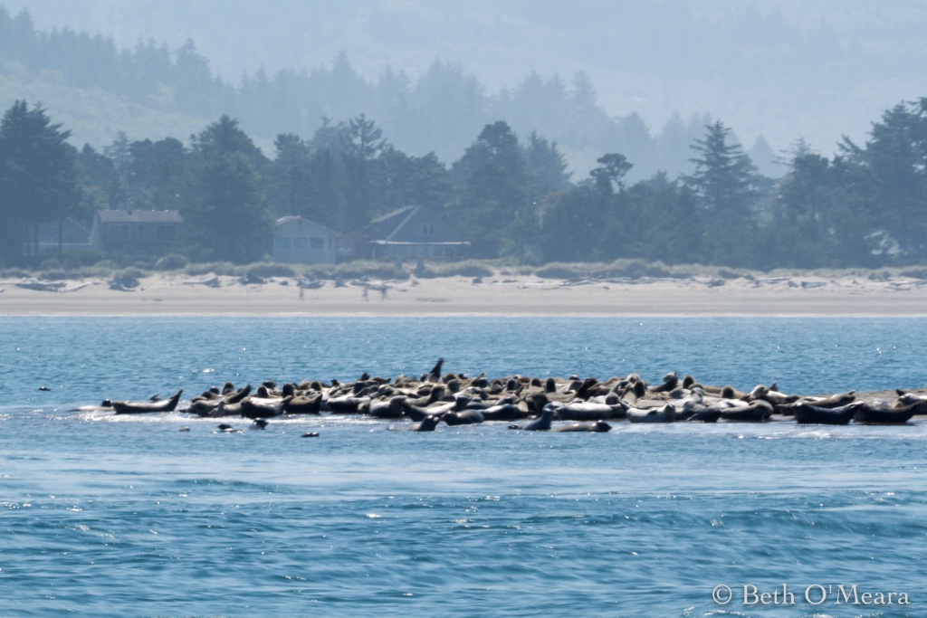 Sea Lion Social
