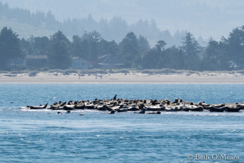 Sea Lion Social