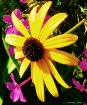 pretty yellow dai...