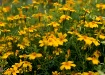 Wildflowers 