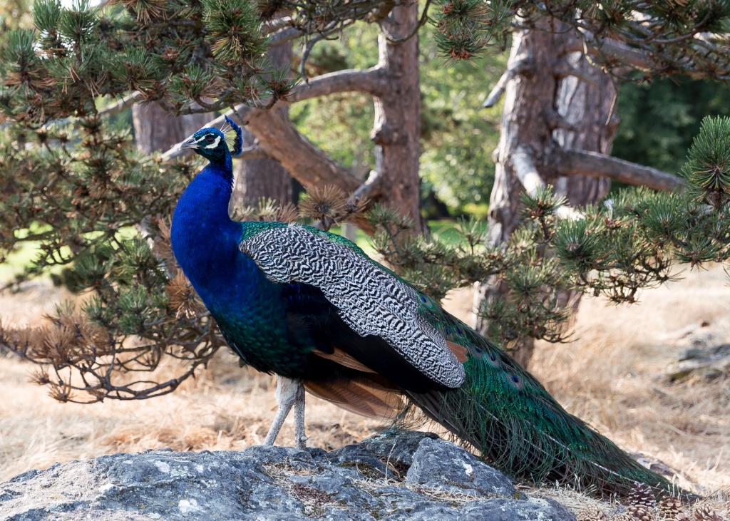 Peacock Poser