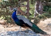 Peacock Poser