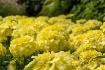 Marigold Bloom 