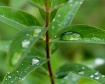 Drops