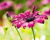 Purple Power
