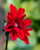 Bit O Red