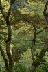 Among the trees