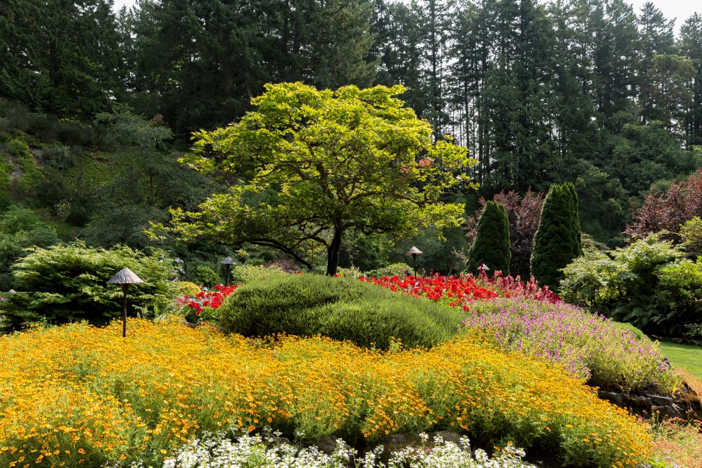 Butchart Gardens Japanese Maple 