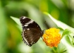 Butterness 