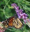Monarch on Butter...