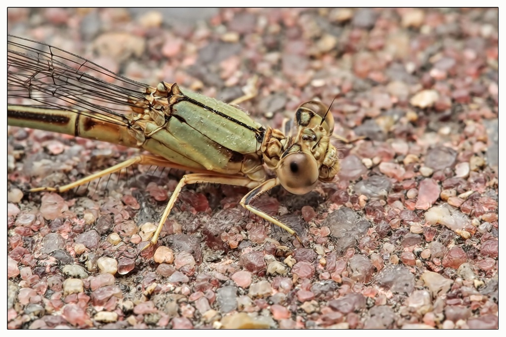 damsel 2 on brick