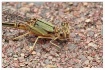 damsel 2 on brick