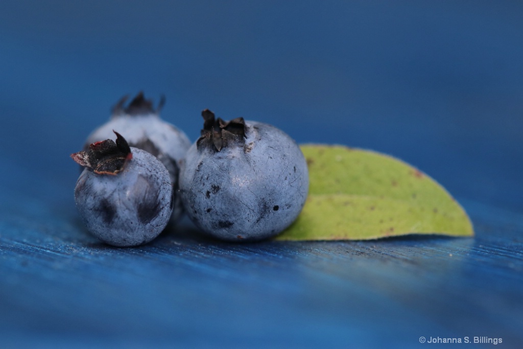 Blueberry Still Life - ID: 15433732 © Johanna S. Billings