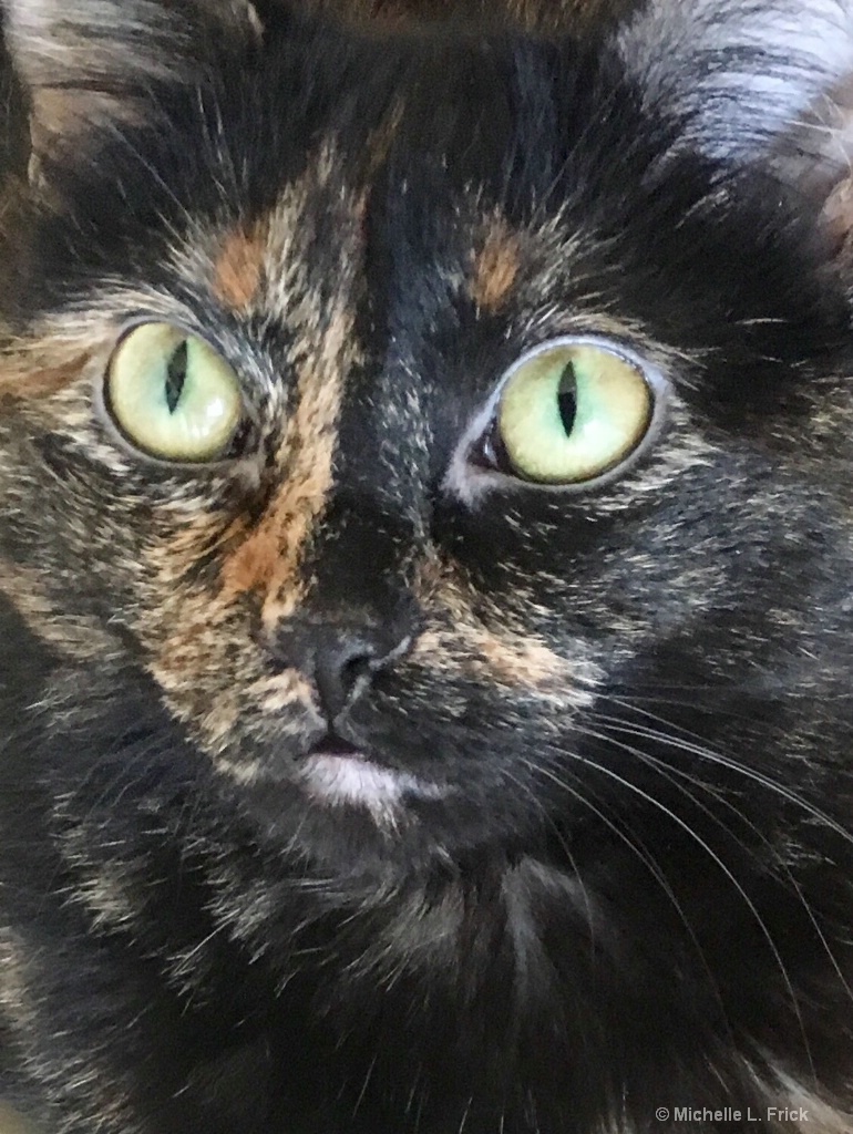 Tiny Tortie the Terror