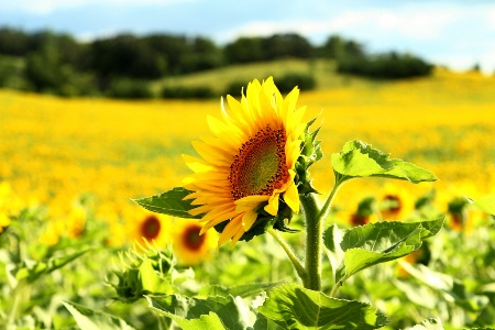 Prairie Queen