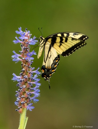 Swallowtail