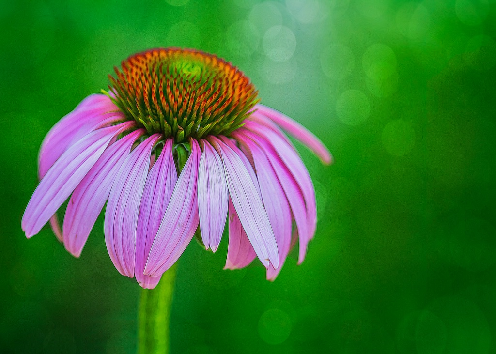 Pretty in Pink