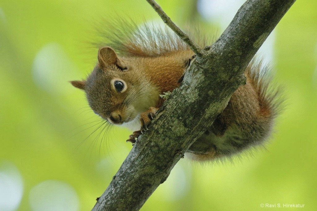 Red Squirrel - ID: 15434244 © Ravi S. Hirekatur