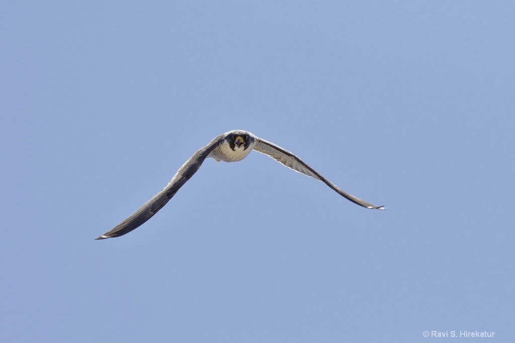 Peregrine Falcon - ID: 15434251 © Ravi S. Hirekatur