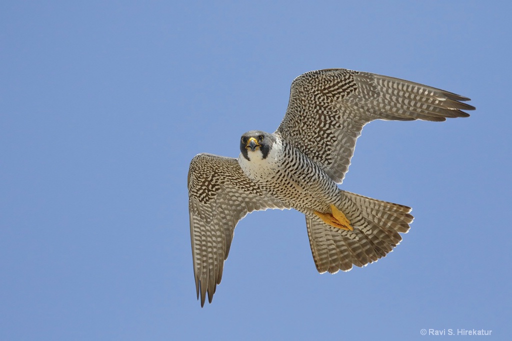 Peregrine Falcon - ID: 15434252 © Ravi S. Hirekatur