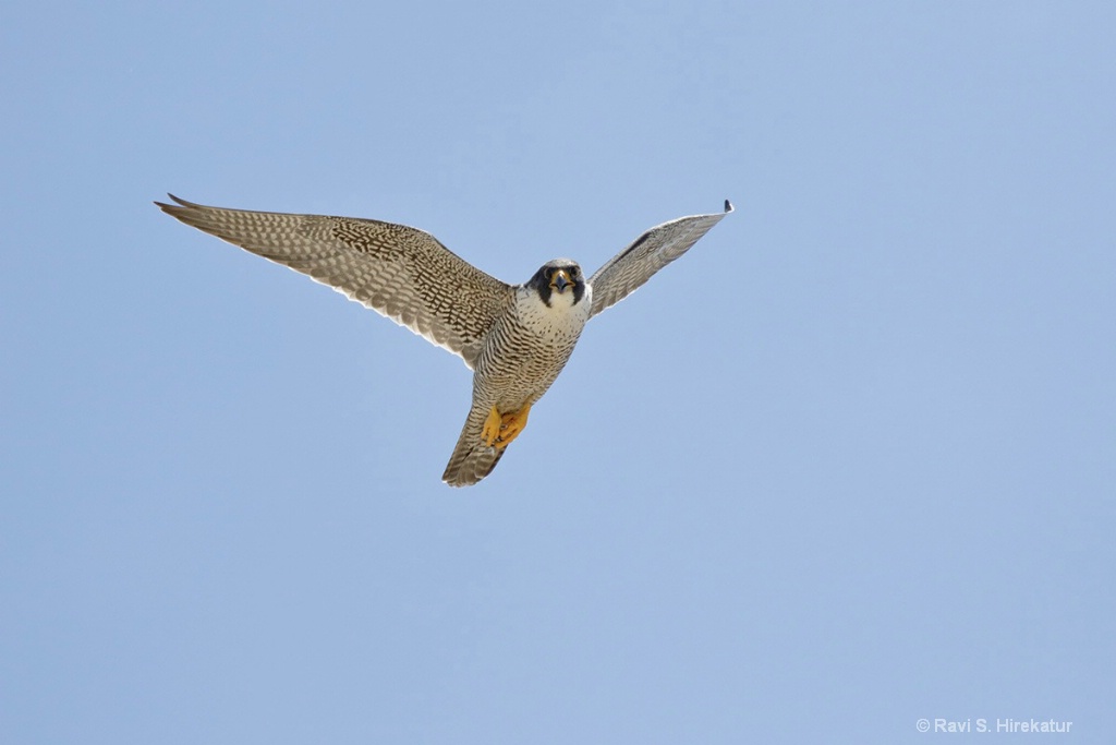 Peregrine Falcon - ID: 15434253 © Ravi S. Hirekatur