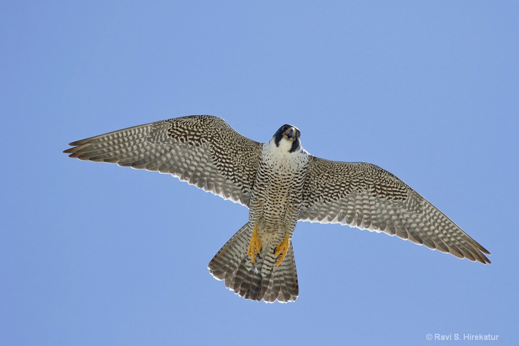 Peregrine Falcon - ID: 15434254 © Ravi S. Hirekatur
