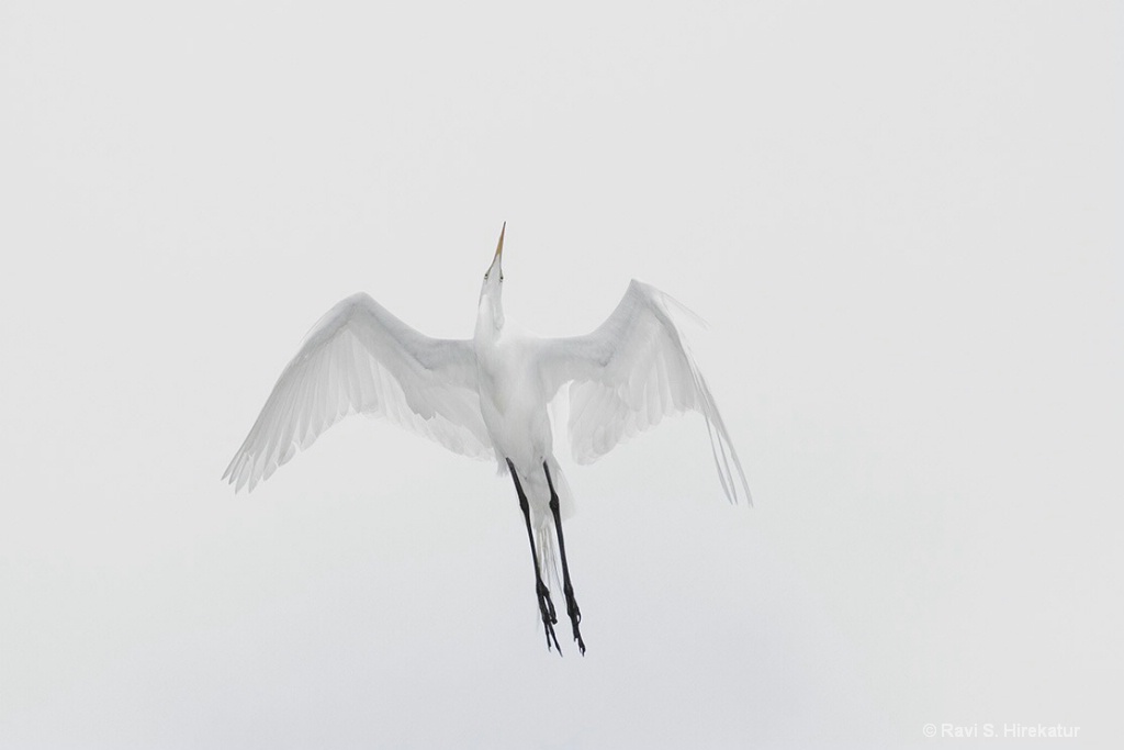 Great Egret - ID: 15434255 © Ravi S. Hirekatur