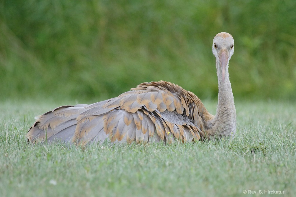 Juvenile Sandhill Crane - ID: 15434257 © Ravi S. Hirekatur