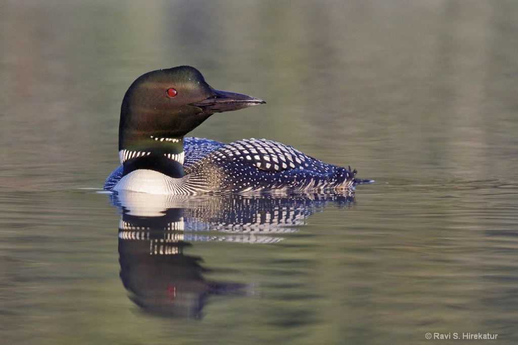 Common Loon - ID: 15434260 © Ravi S. Hirekatur