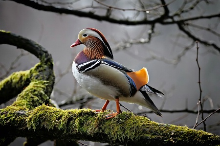 Mandarin Duck