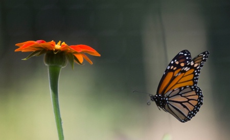 flying monarch
