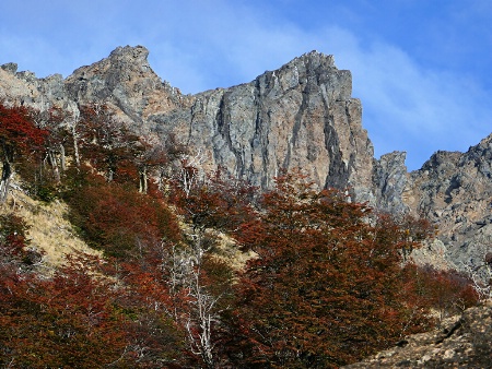 Lenga forest reaching the top