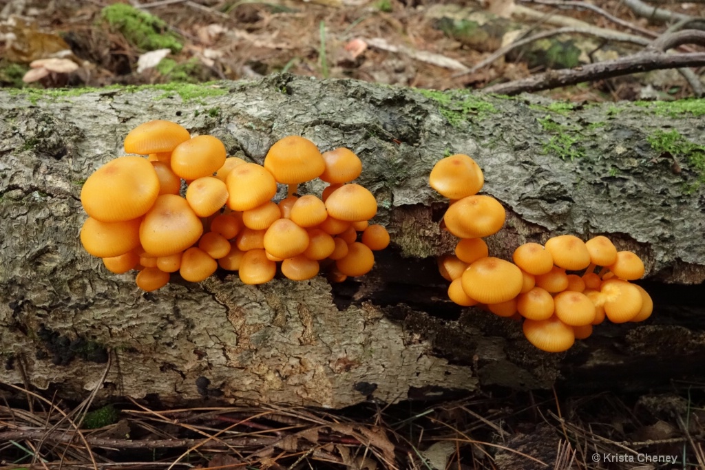 Orange mushroom (Orange Mycena) - ID: 15434369 © Krista Cheney