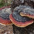 © Krista Cheney PhotoID# 15434370: Red-belted Polypore fungus