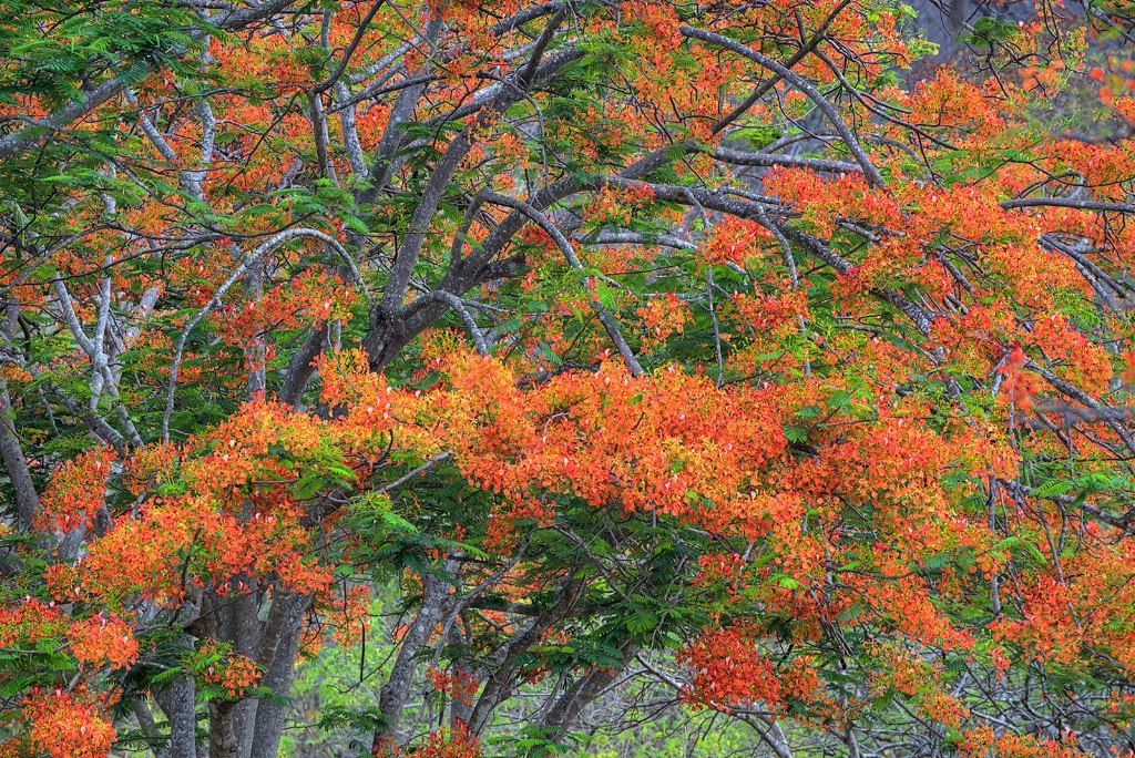 Malinche tree